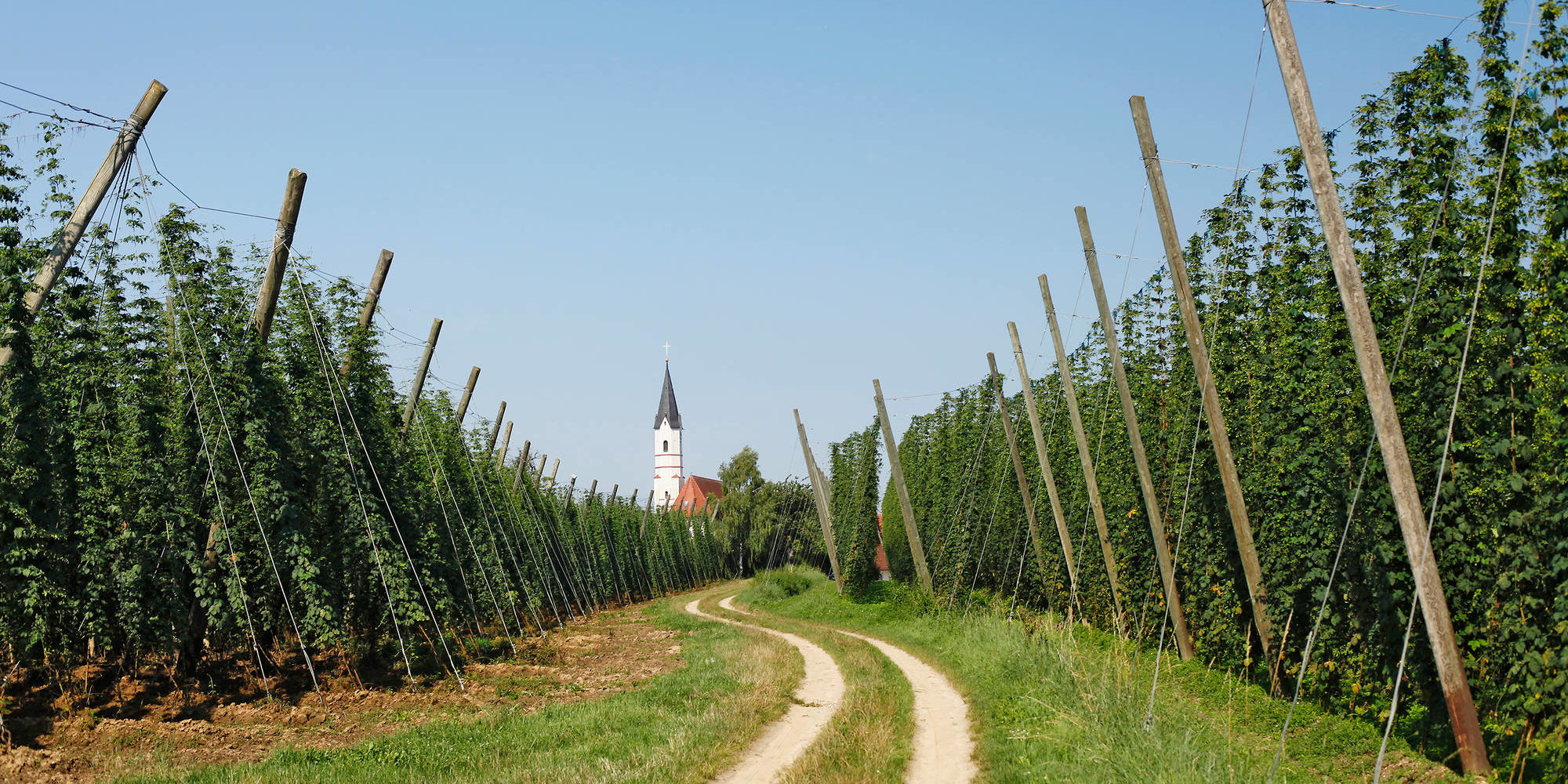 German Hop Harvest ドイツでホップ収穫が始まりました