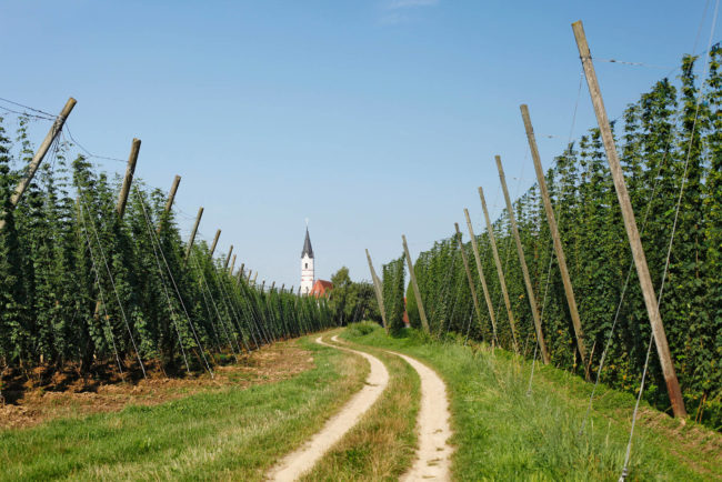 ドイツでホップ収穫が始まりました