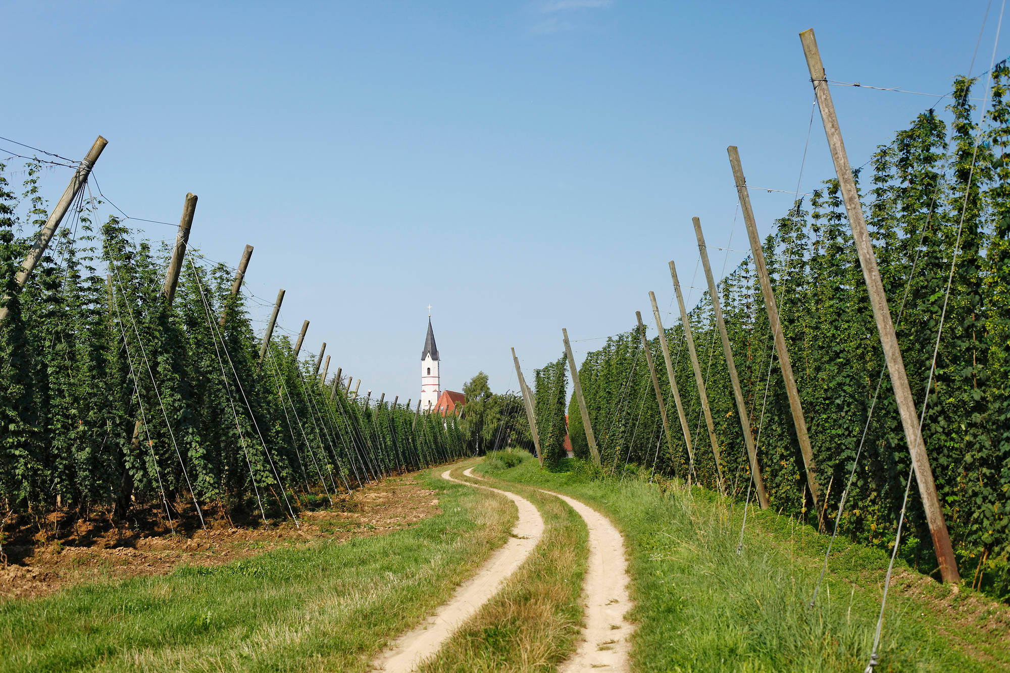 ドイツでホップ収穫が始まりました