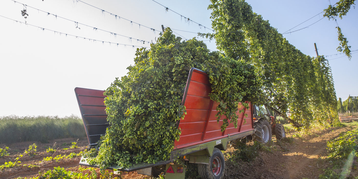 Hop Harvest Blog 1