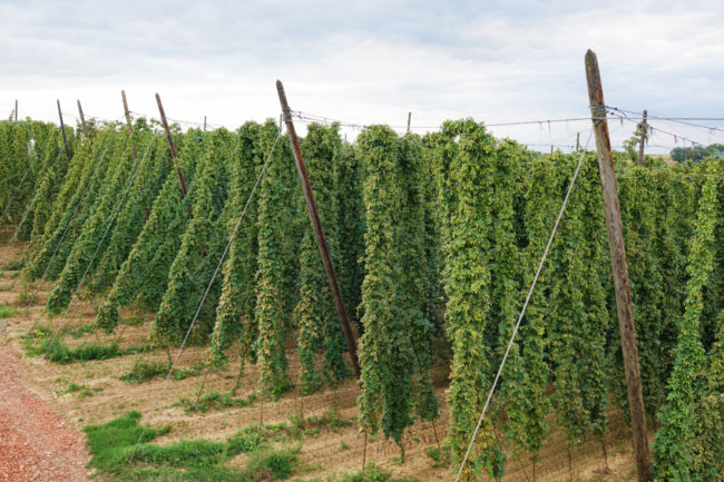 Barbe Rouge Hop Garden