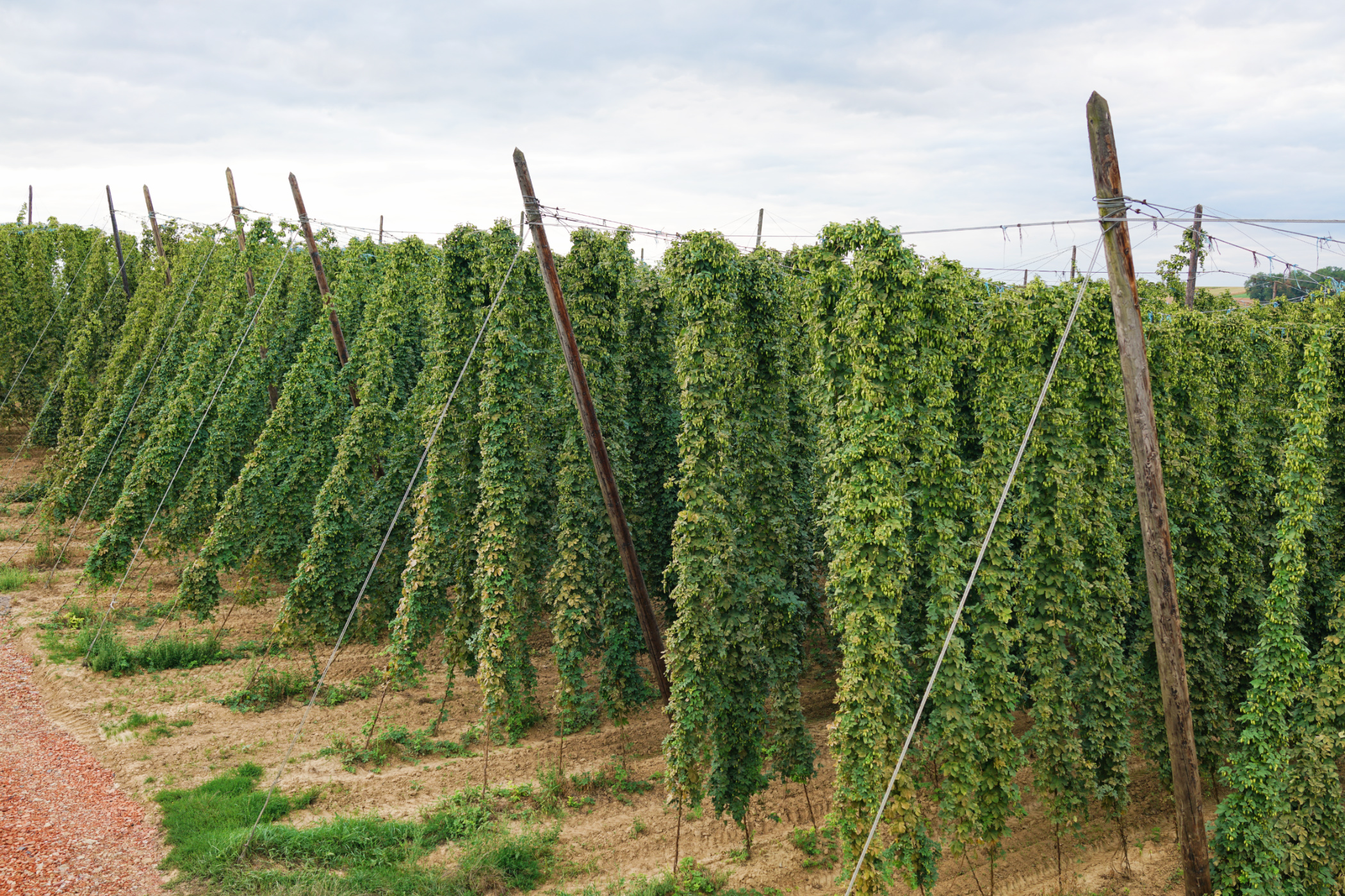 Barbe Rouge Hop Garden