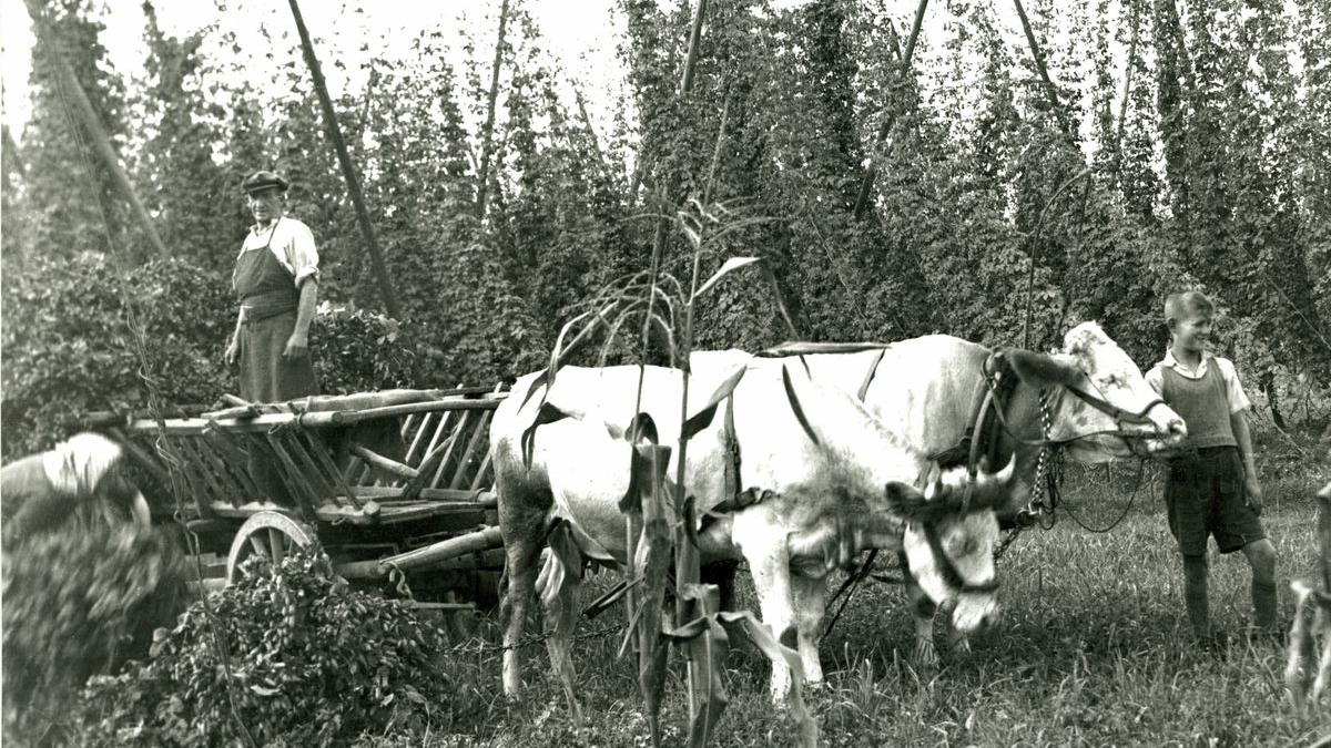 Hop harvest 1935